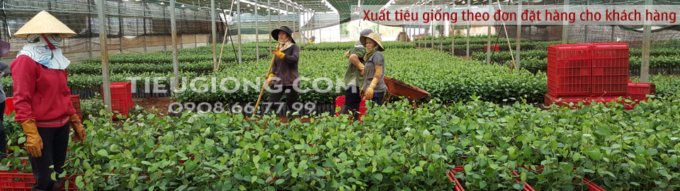 Tiêu giống vĩnh linh - tháng 8