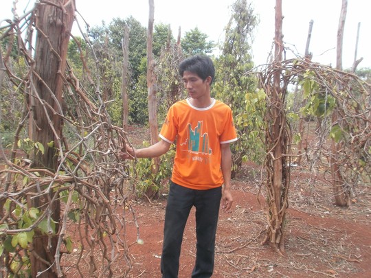 Nhiều vườn tiêu tại tỉnh Đắk Lắk bị chết hàng loạt Ảnh: Công Nguyên